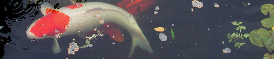 Rosemere Neighborhood Association Rotating Header Image