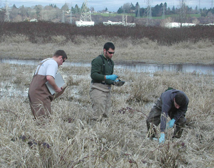Contractors for the EPA's Supefund Technical Assessment and Response Team gathering sediment samples 3/4/09 at a wetland location near Vancouver Lake.